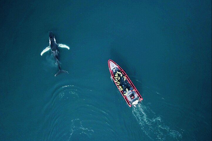 a drone view of the whales and a whale watching boat in husavik