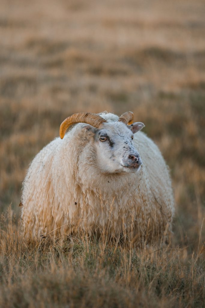 What Icelandic Sheep Look Like