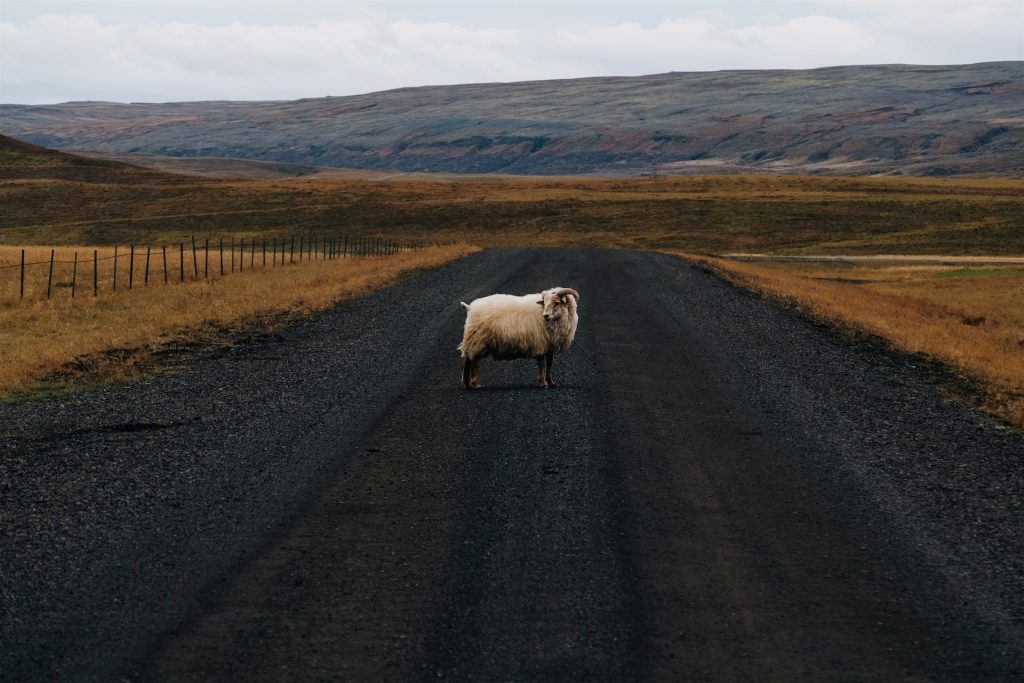 a sheep might run onto the road and causing accident
