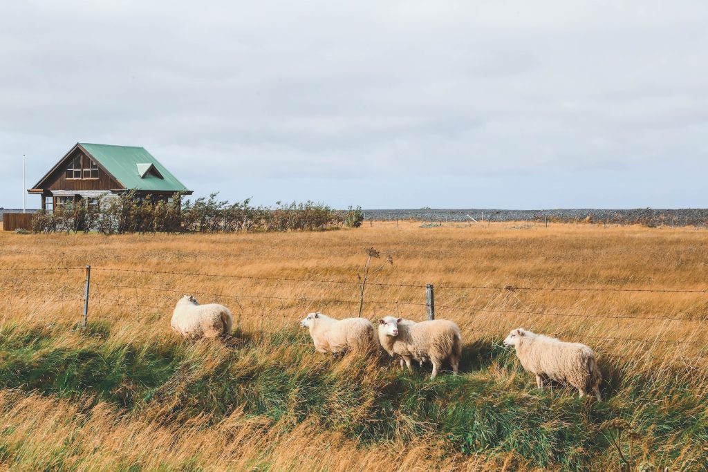 what is the best time to see sheep in iceland