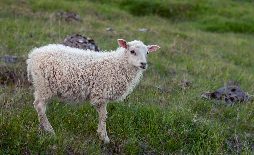 a cute icelandic sheep in the wild