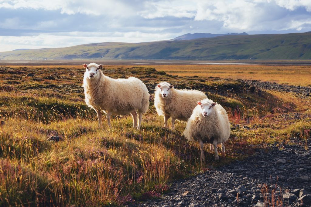 iceland ewe