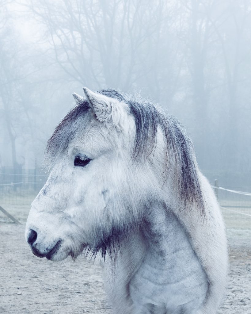 An icelandic horse in its winter coat