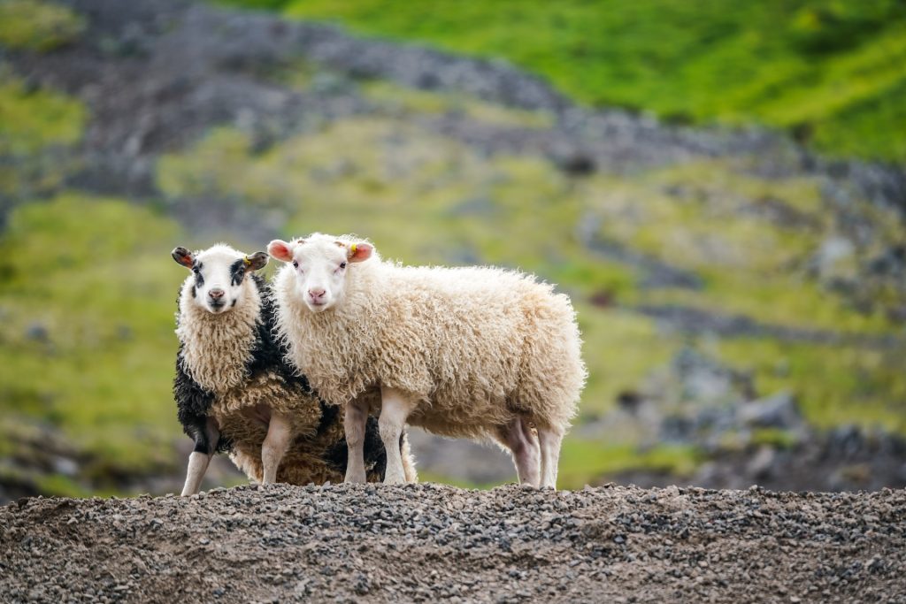 icelandic sheep is a local breed