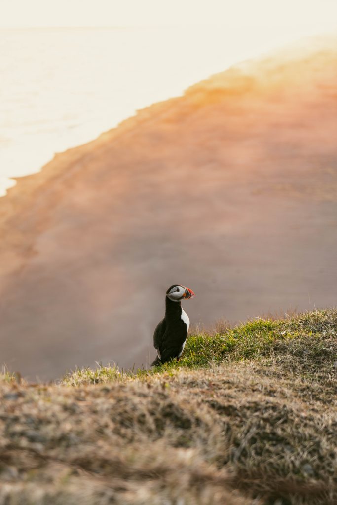 seeing the puffin at Dyrhólaey vik