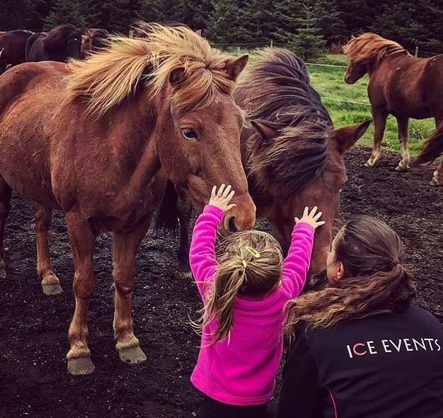 visit iceland horse farm with your kid is a good thing to do