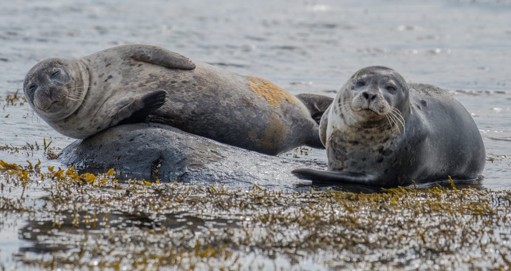it is very likely that you can see wild seals when visiting Hvammstangi