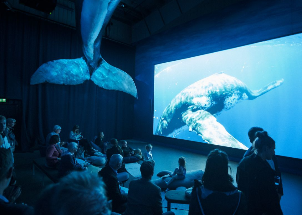 the whale of Iceland museum