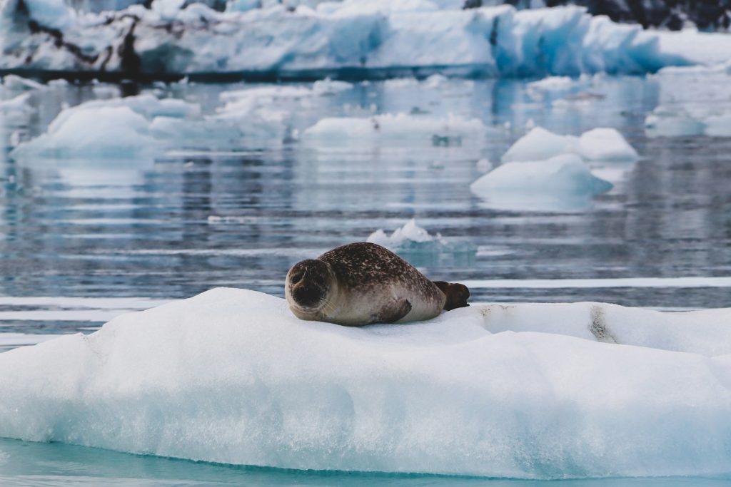 a wild seal on the iceland ice berg