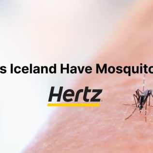 Why does Iceland have no mosquitoes?