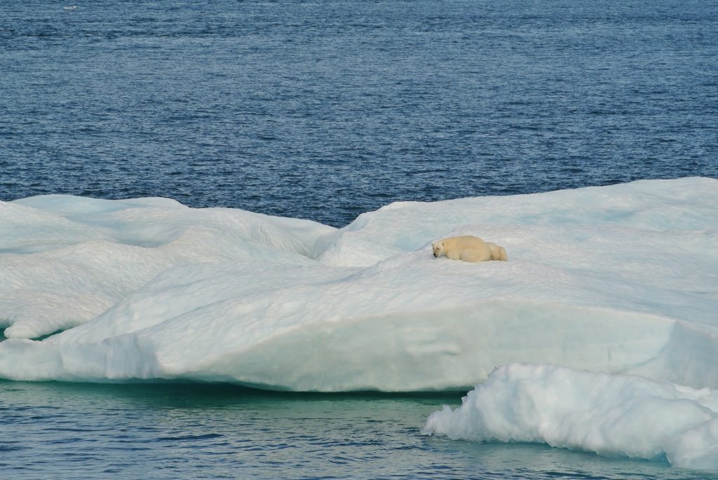 a polar bear is on an ice berg