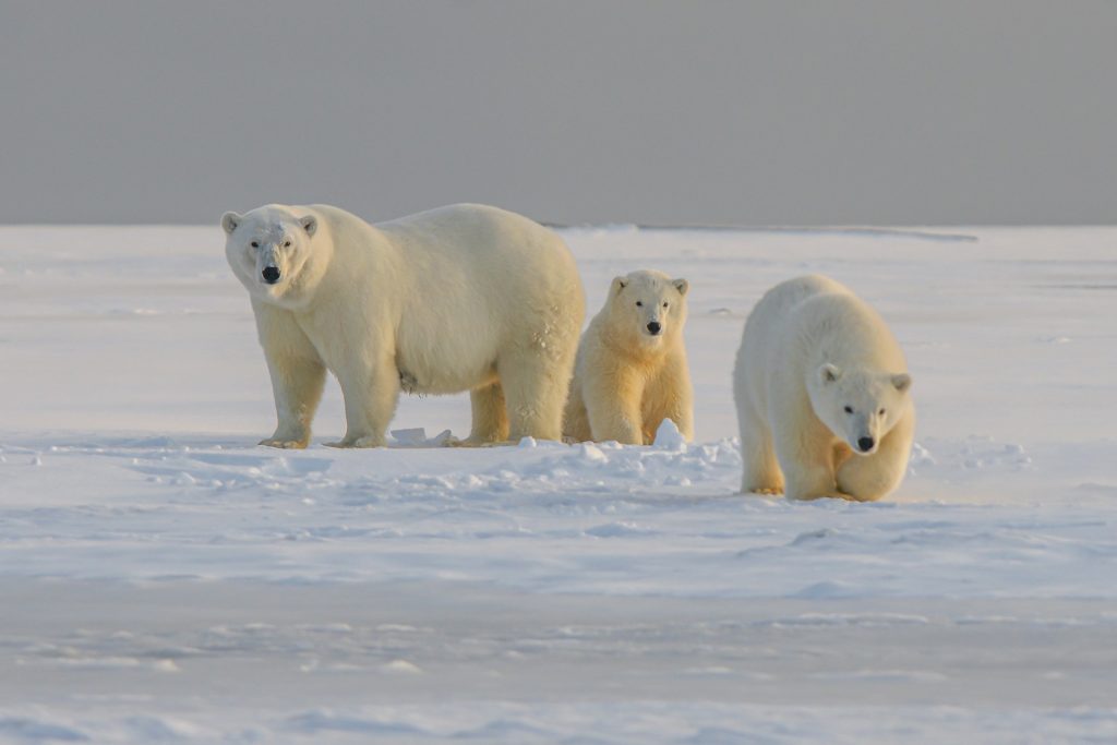 polar bears are protected animals