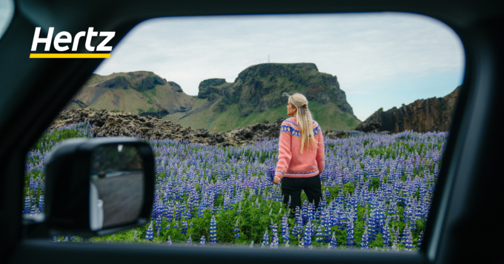 you can see Lupine everywhere when visiting Iceland in Summer
