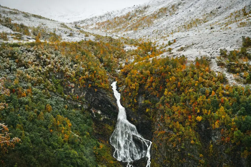 iceland have forest