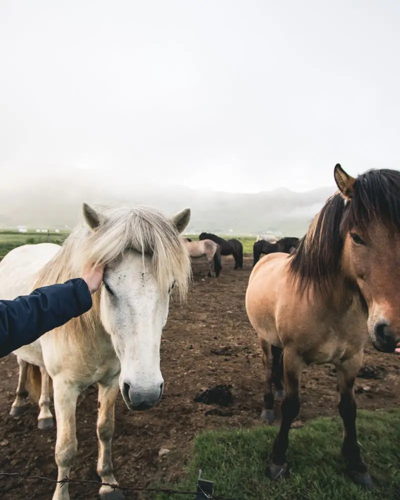 Icelandic horses in autumn
