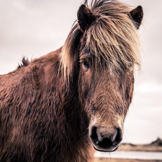The Icelandic Horse: A Rare & Wonderful Breed
