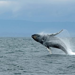 最新冰岛租车自驾观鲸攻略
