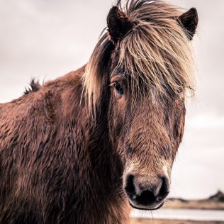 冰島馬攻略：有什麼特色？騎冰島馬的地點在哪裡？