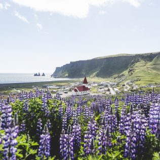 iceland summer view with lupine