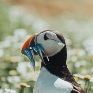 冰島帕芬鳥最佳攻略