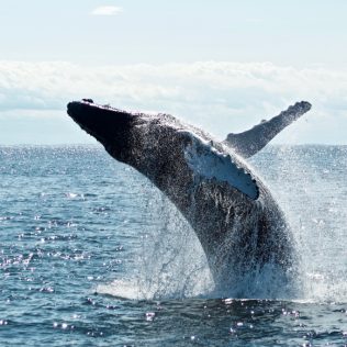 冰島是全歐洲出海觀鯨的最好目的地之一