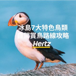 在冰島自駕觀鳥夏季怎麽看puffin